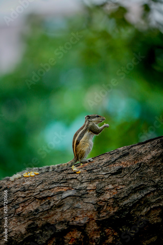 squirrel on a tree standing 