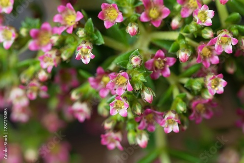 Fototapeta Naklejka Na Ścianę i Meble -  Flowers of a Crassula schmidtii plant.