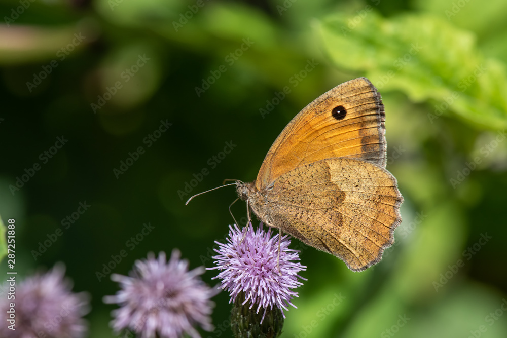 Fototapeta premium butterfly on flower