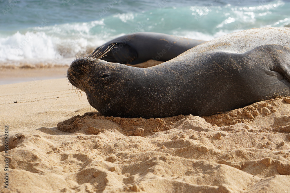 Fototapeta premium Hawaiian Monk Seals Sleeping on the Beach in Kauai