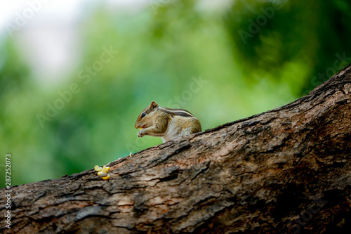 squirrel on a tree