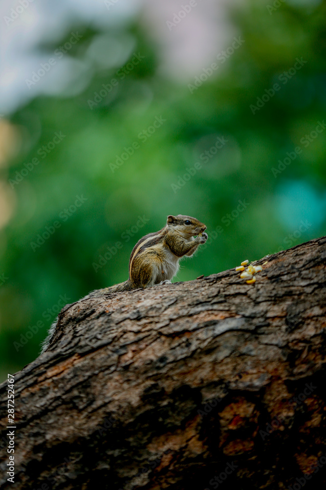 squirrel on a tree squirrel on a tree