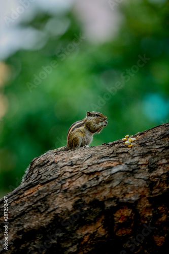 squirrel on a tree 