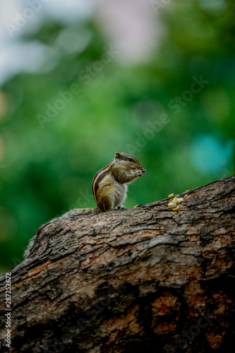squirrel eating sweet corn  on a tree 