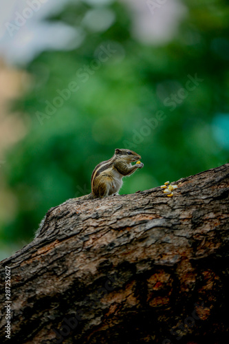 squirrel eating sweet corn  on a tree 