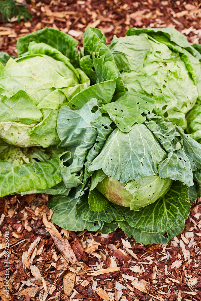 Naklejka premium Fresh farm vegetables close up. Autumn harvest. Agricultural exhibition