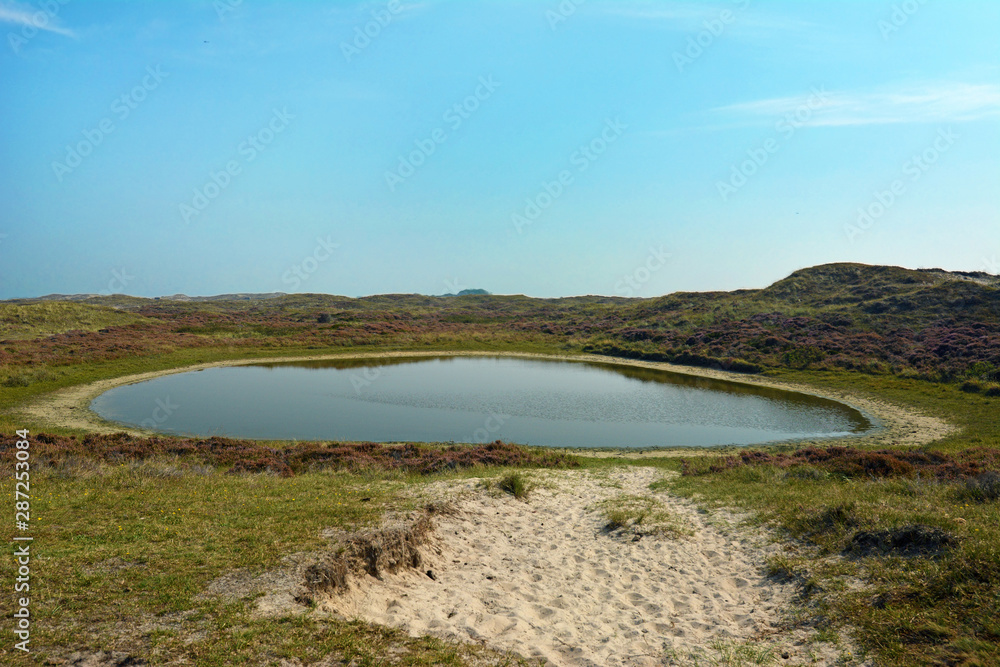 Obraz premium Waterin hole for animals in nature reserve called 'Bollekamer' on island Texel in North Netherland