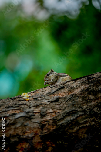 squirrel on a tree eating  