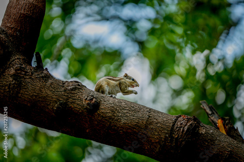 squirrel on a tree photo by sagar rahul 