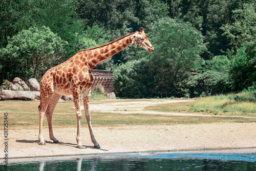 Giraffe in funny pose drinking water at a small pond or river