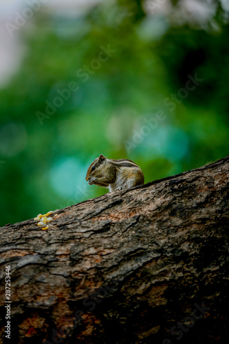 squirrel on tree eating sweet corn close up 