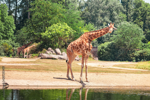 Funny adult giraffe walking in nature