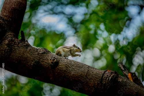 squirrel on tree close up 