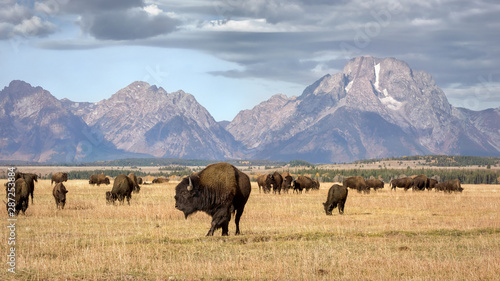 Bison Grazing the Autumn Meadows below the Grand Teton Mountains © Evelyn