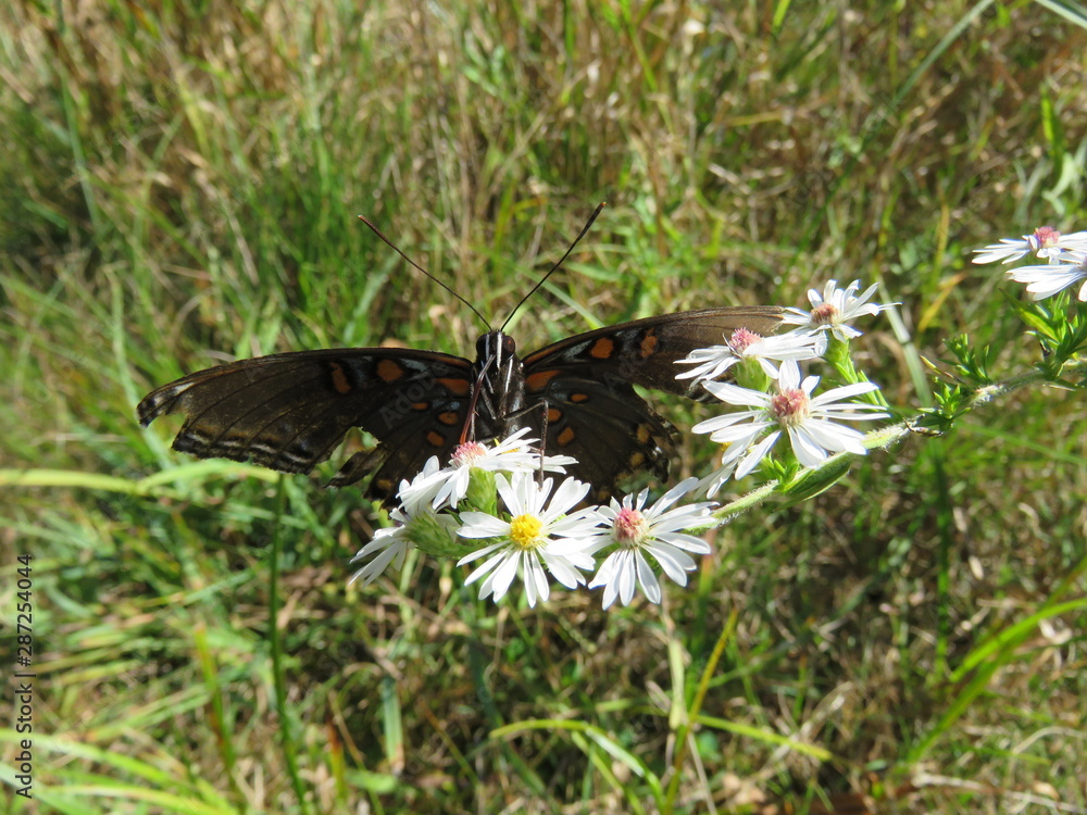 Fototapeta premium Butterfly