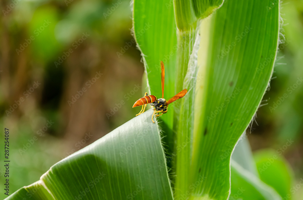 Fototapeta premium Wasp On Edge Of Corn Leaf