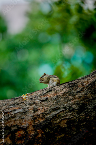 squirrel on tree