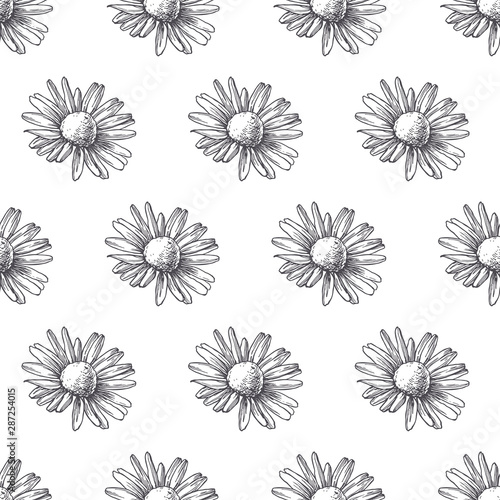 Vector seamless pattern with chamomile flowers in engraving style. Hand drawn botanical texture. Floral sketch