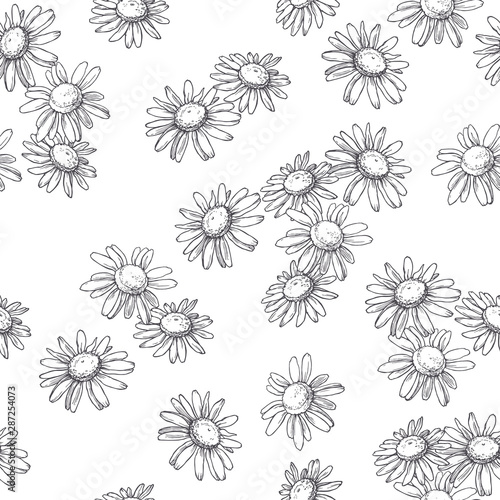 Vector seamless pattern with chamomile flowers in engraving style. Hand drawn botanical texture. Floral sketch