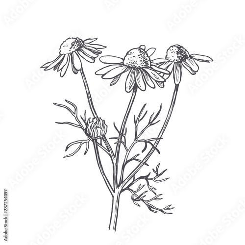 Vector vintage illustration of chamomile in engraving style. Botanical sketch of camomile flower isolated on white
