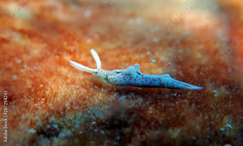 White sea slug - Elysia timida