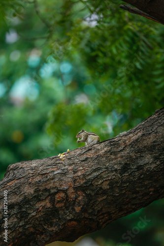 squirrel lizard on tree and eating 