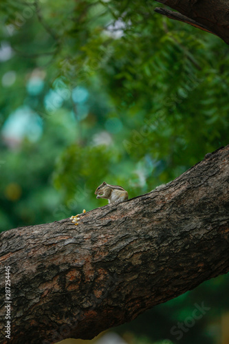 lizard on tree squirrel 