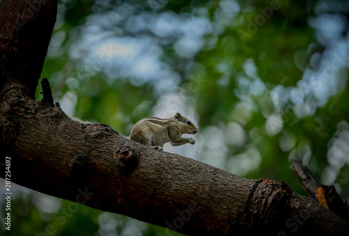 squirrel on a tree