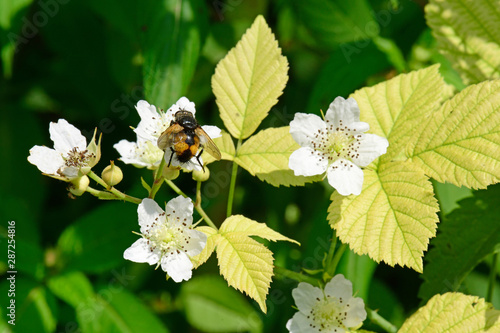 weiße Brombeere in Blüte mit hellen Blättern (Rubus sect. Rubus) photo