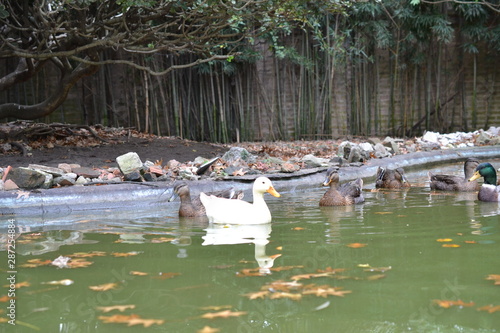 patos en laguna