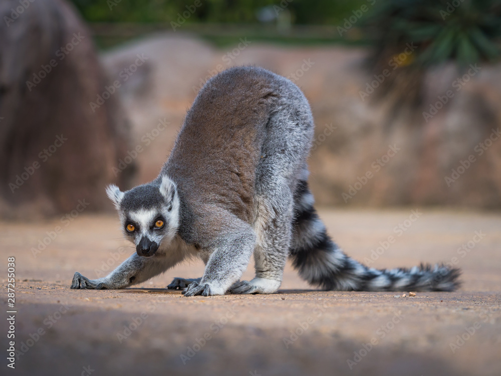 Fototapeta premium Lemur catta Linnaeus from Madagascar looking into camera