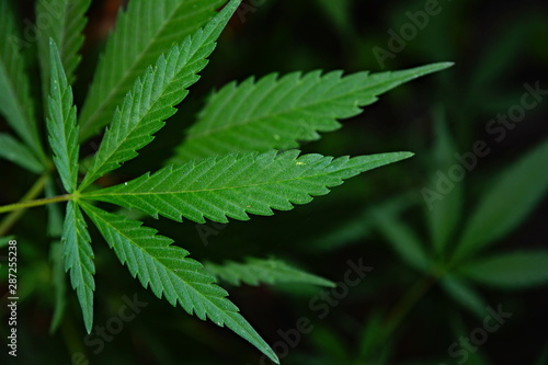 Leaves of cannabis  marijuana .