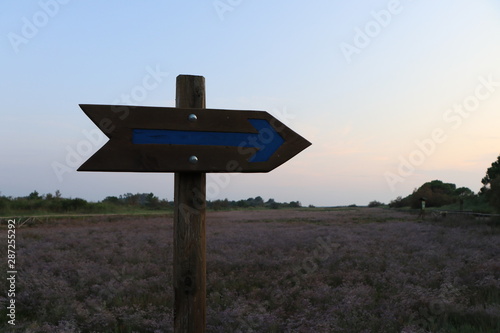arrow signpost on background of blue sky and a field of flowers