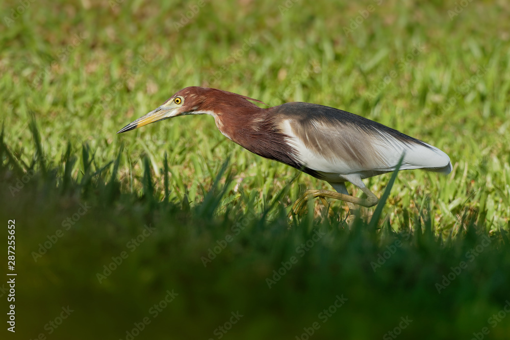 Chinese Pond-Heron - Ardeola bacchus is an East Asian freshwater bird of the heron family, (Ardeidae). Hunting on the grassland