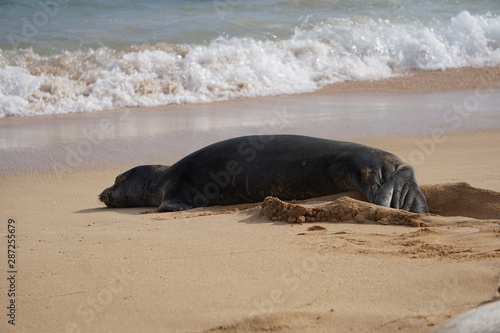 Hawaiian Monk Seals Sleeping on the Beach in Kauai