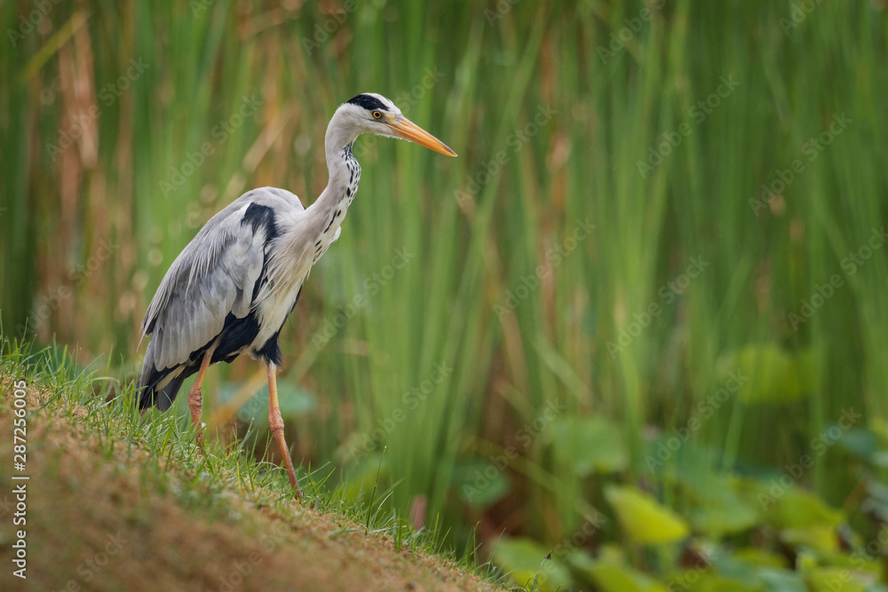 Grey Heron - Ardea cinerea long-legged predatory wading bird of the heron family, Ardeidae during rain weather, native throughout temperate Europe and Asia and also parts of Africa Grey Heron - Ardea cinerea long-legged predatory wading bird of the heron family, Ardeidae during rain weather, native throughout temperate Europe and Asia and also parts of Africa