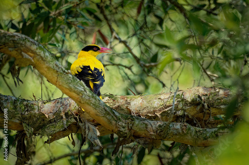 Black-naped oriole - Oriolus chinensis passerine bird in the oriole family that is found in many parts of Asia photo