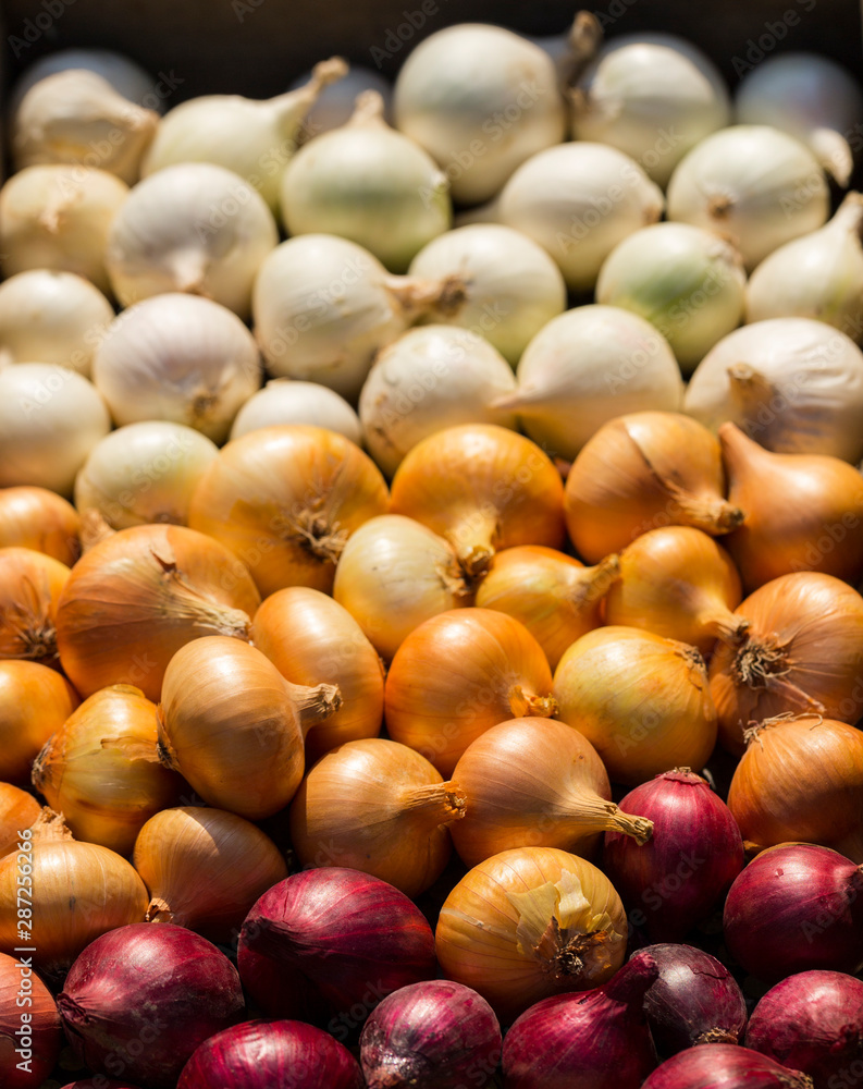 Multicolor onion. Harvest root crops. Red, yellow and white vegetable. Variegated bow - plant background. Multicolor onion. Harvest root crops. Red, yellow and white vegetable. Variegated bow - plant background.