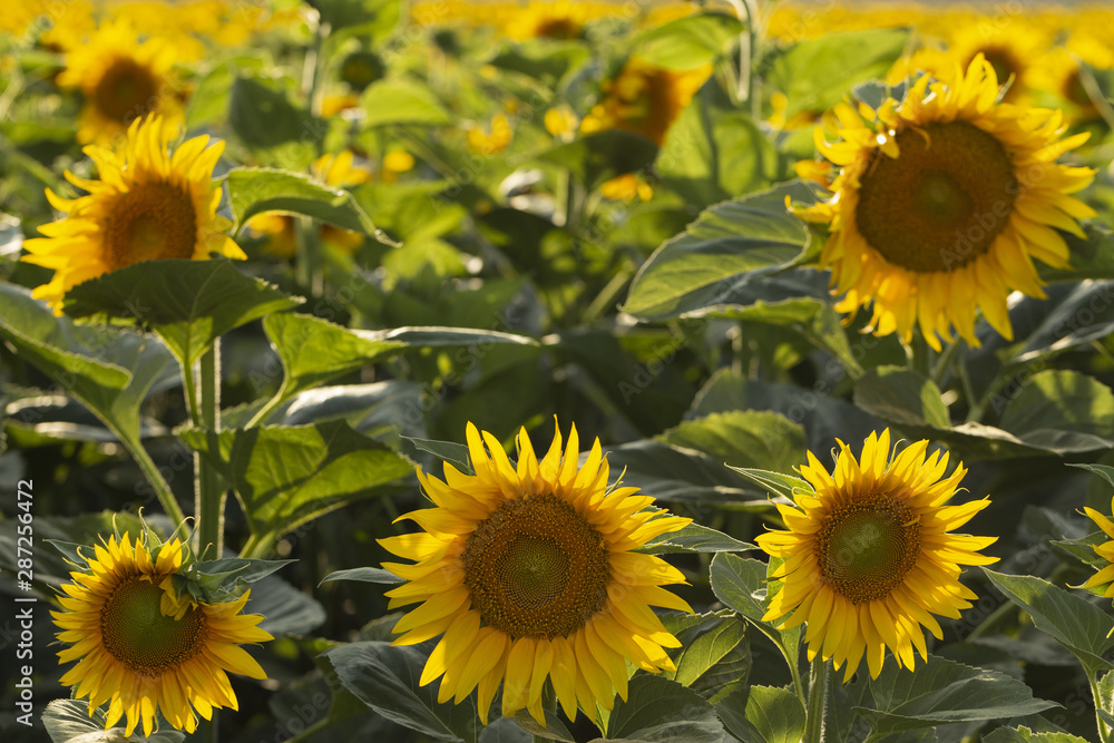 Fototapeta premium Sunflower Flower Blossom. Golden sunflower in the field backlit by the rays of the setting sun.