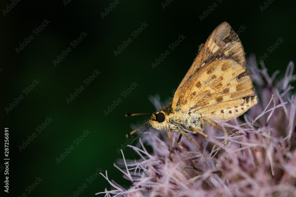 Obraz premium Small Butterfly