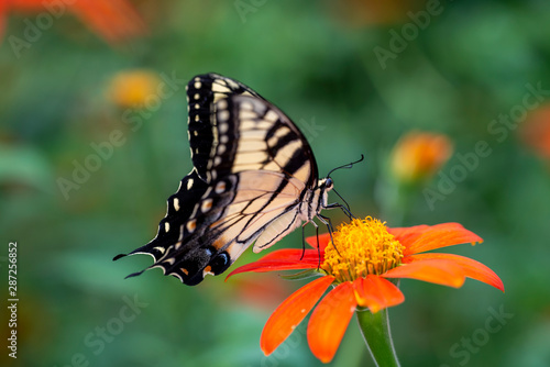 Tiger Swallowtail © Adam