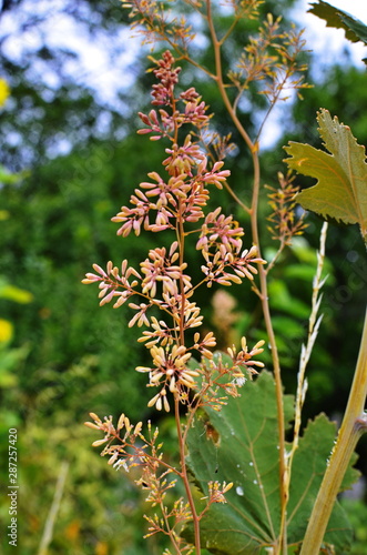 Macleaya cordata is a poisonous weed, but also a medicinal plant. photo