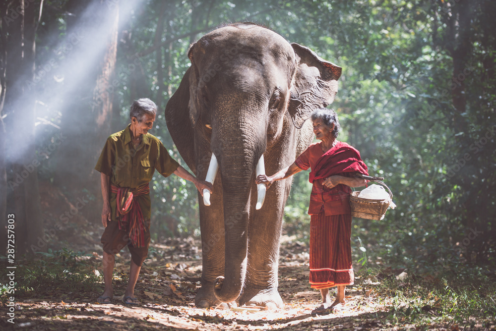 Obraz premium Senior couple with the elephant in the jungle