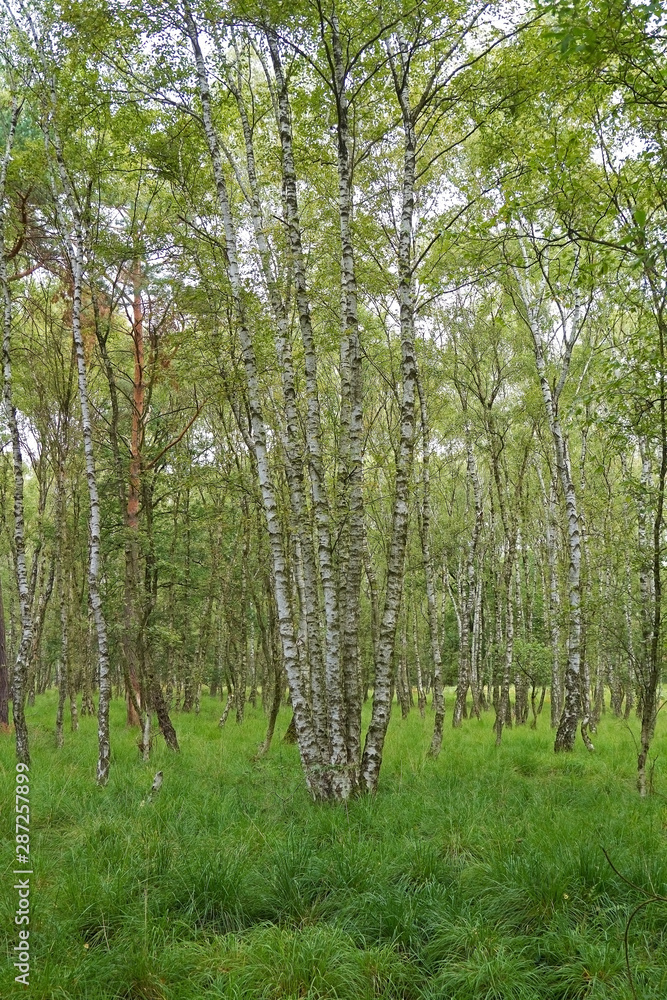 Fototapeta premium Birkenwald und Königsfarn in der Wahner Heide