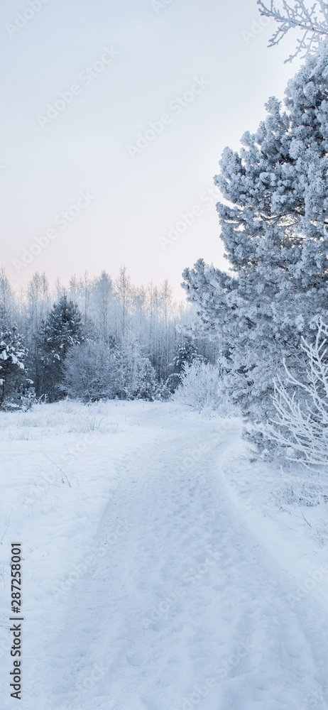 Obraz premium snow covered trees