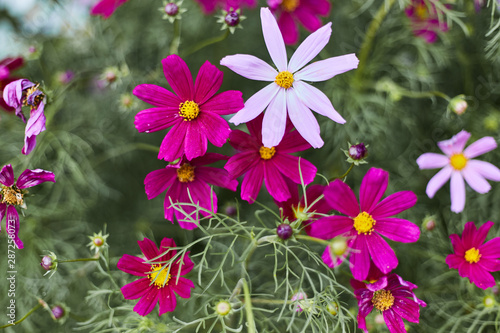 Delicate pink flowers in the flowerbed close up