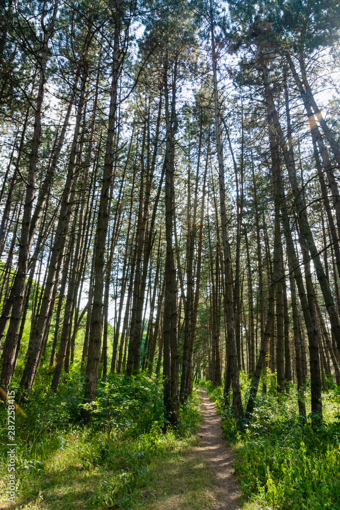 Obraz premium forest hiking road in europe with green and dense trees on sunny day