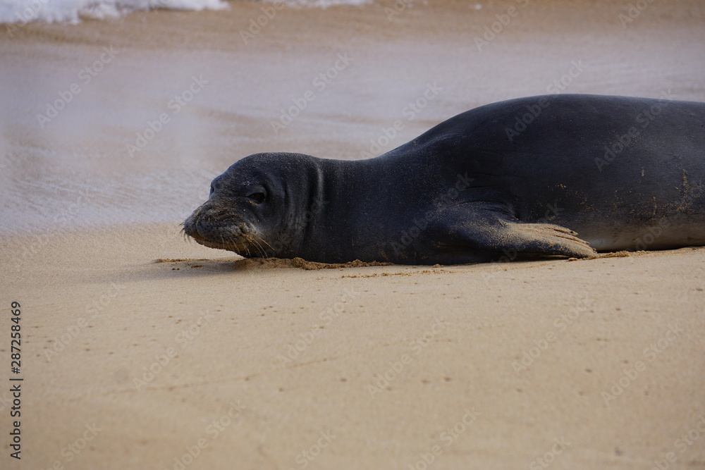 Obraz premium Hawaiian Monk Seals Sleeping on the Beach in Kauai