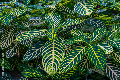 closeup of the leaves of a zebra plant, sanchezia species, natural background of green with yellow leaves, tropical garden plants photo