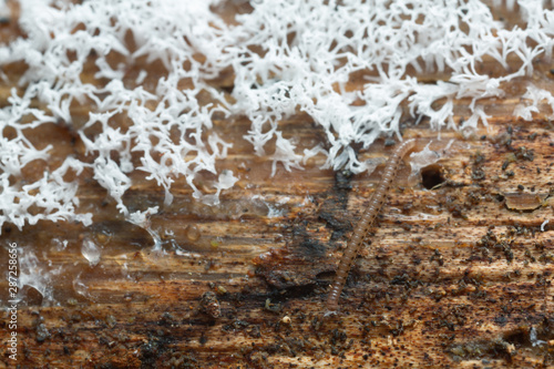Millipede, Proteroiulus fuscus on wood and fungi © Henrik Larsson